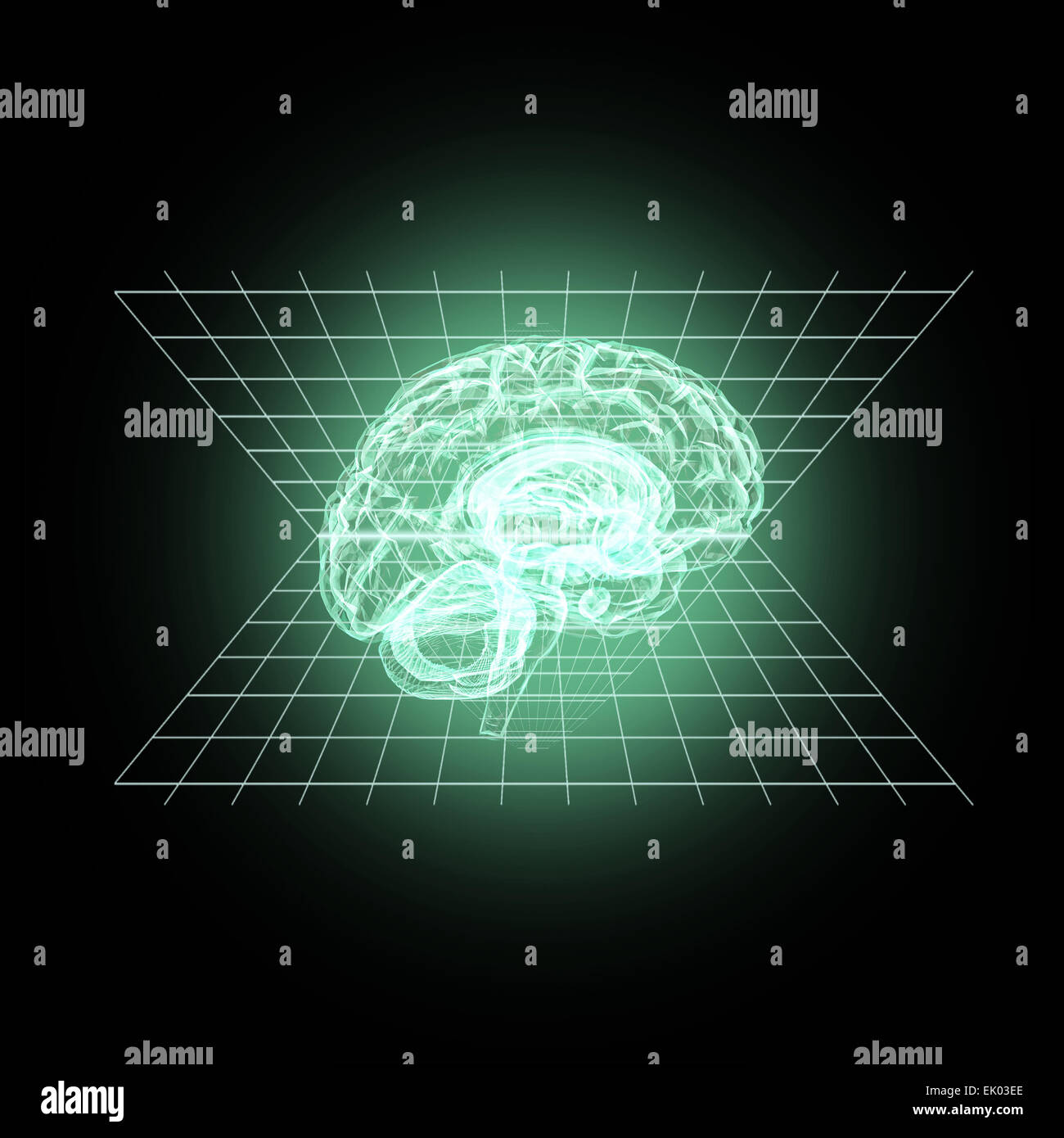 Human brain 3d model hi-res stock photography and images - Alamy