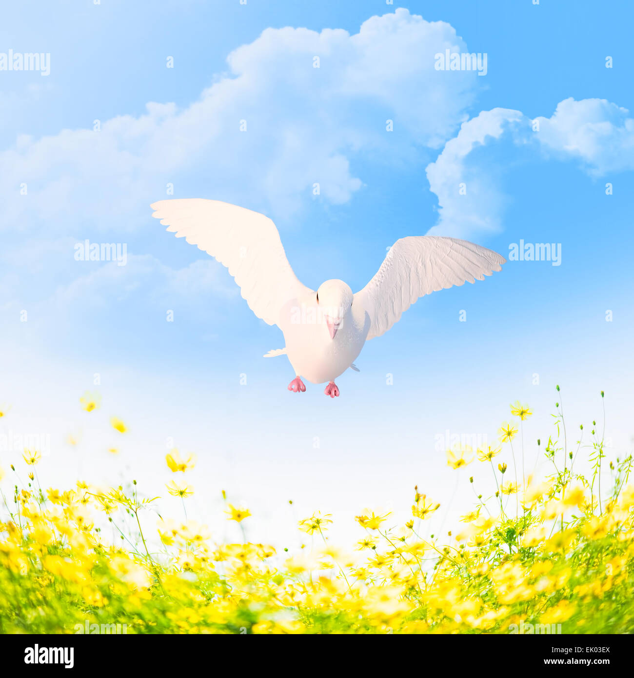 White pigeon in flight over the blossoming meadow Stock Photo Alamy