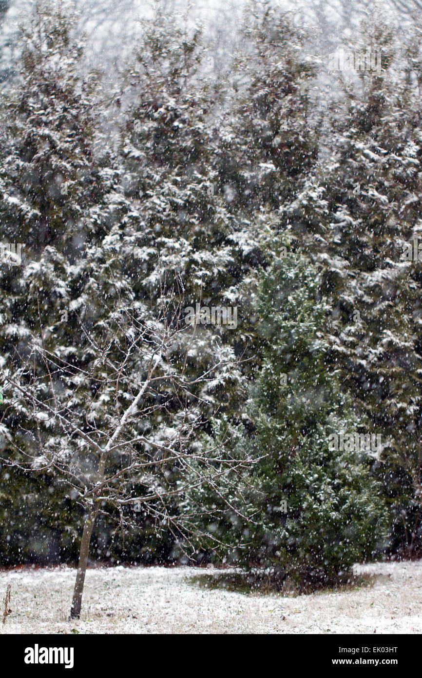 Evergreen Trees and a Small Apple Tree in Winter Snow Stock Photo