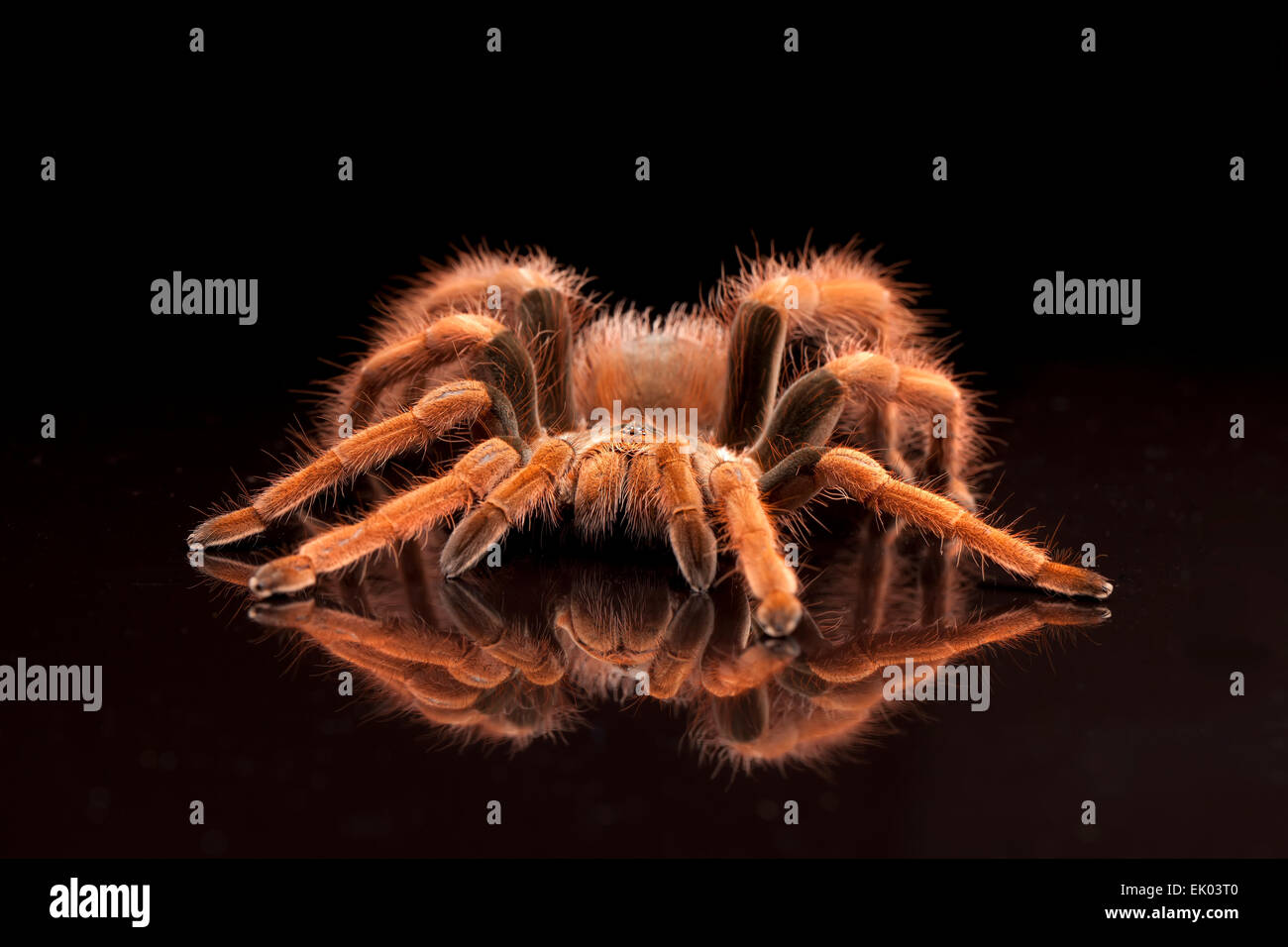 Pink Foot Goliath Bird eating Spider Stock Photo