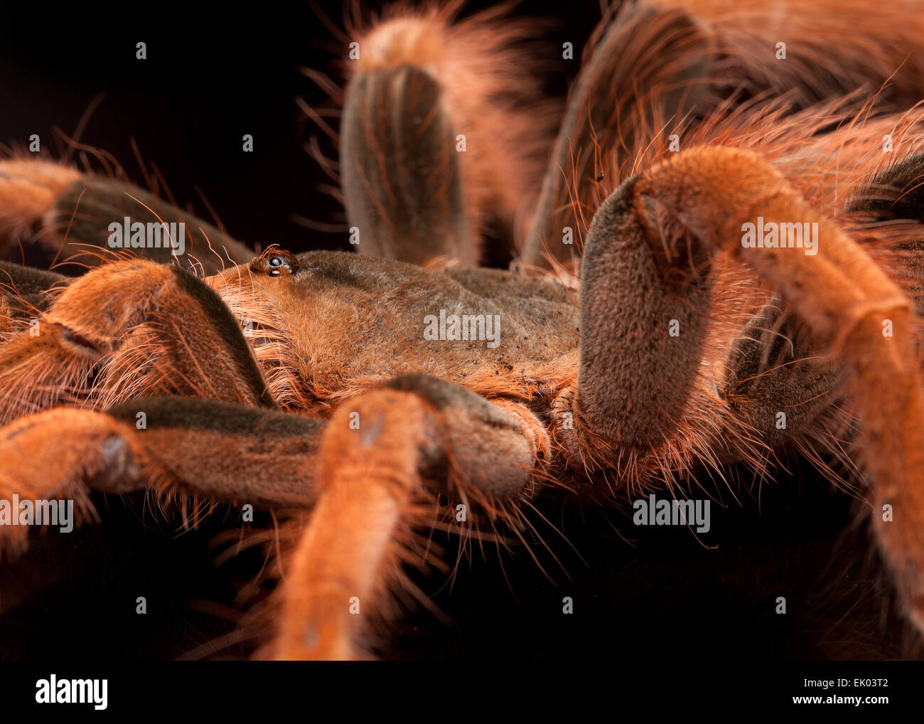 Pink Foot Goliath Bird eating Spider Stock Photo