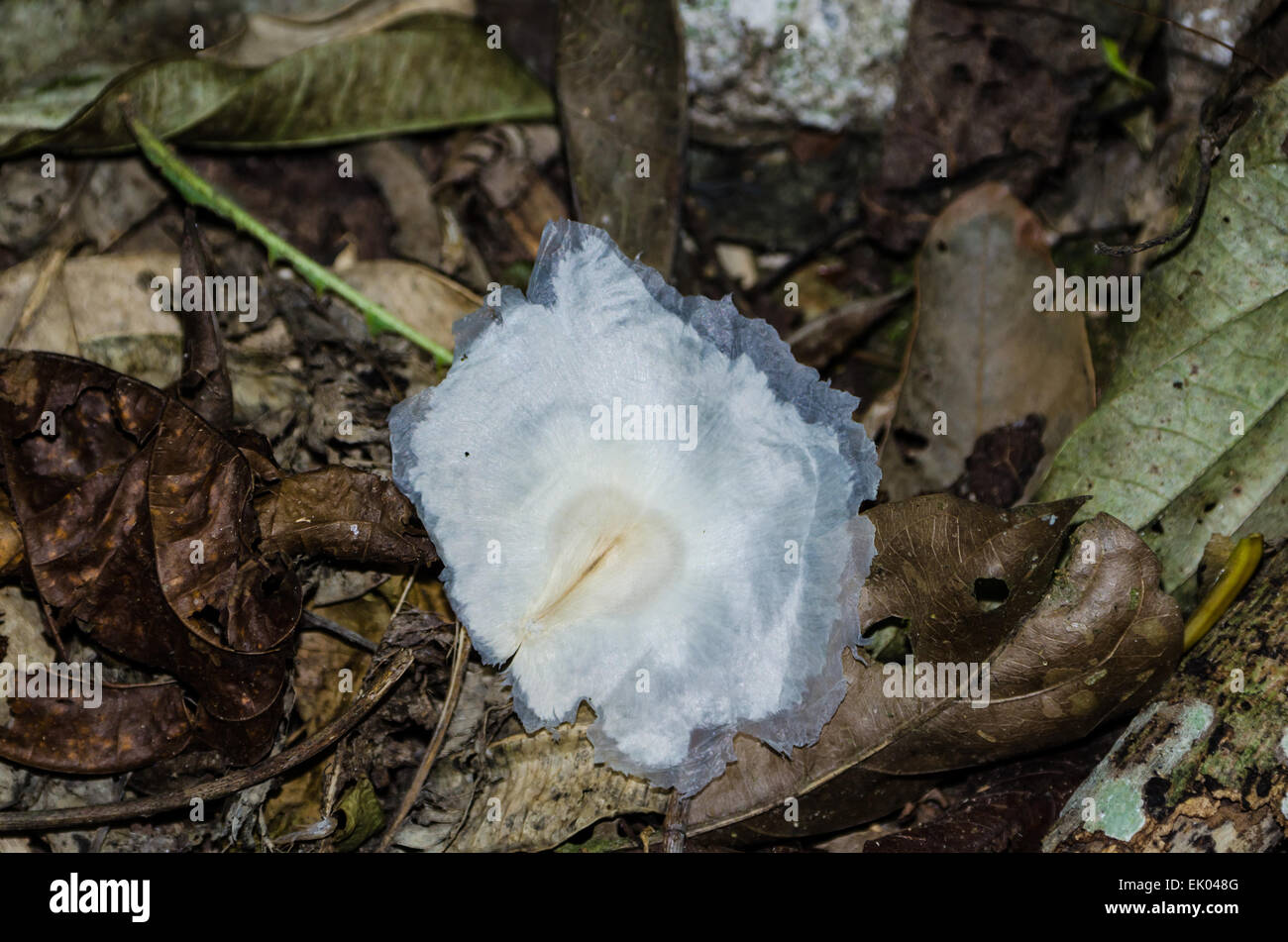 A Plant seed in a shape of whit flake. Panama, Central America. Stock Photo