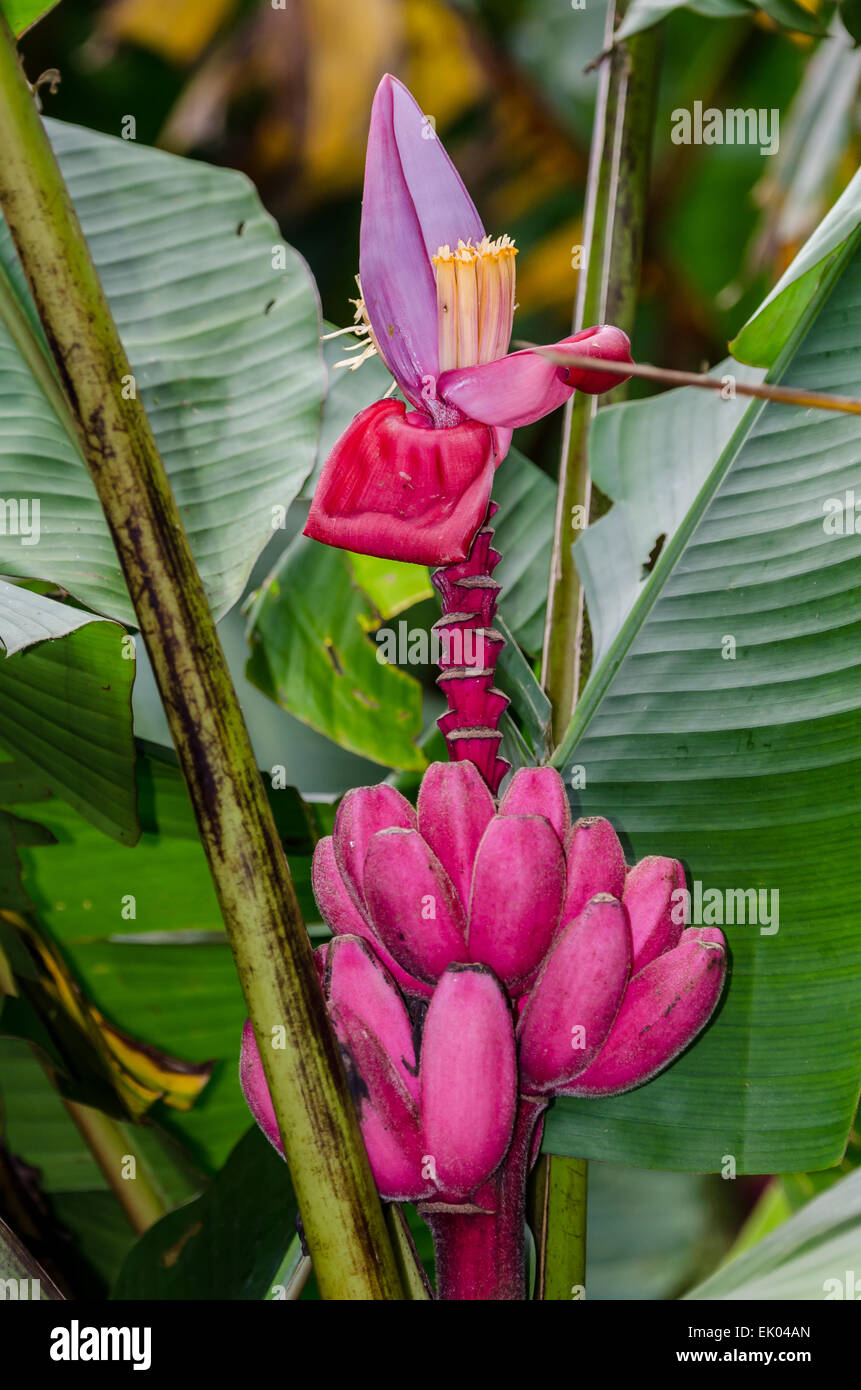 Flower and fruits of wild red banana. Panama, central America. Stock Photo