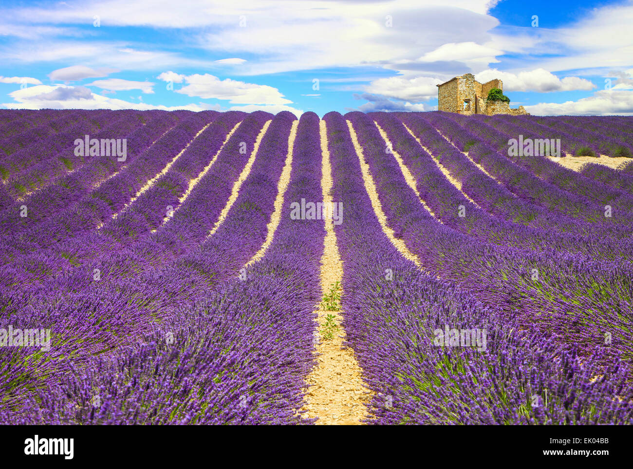 rows of lavender fields in Provence, France Stock Photo