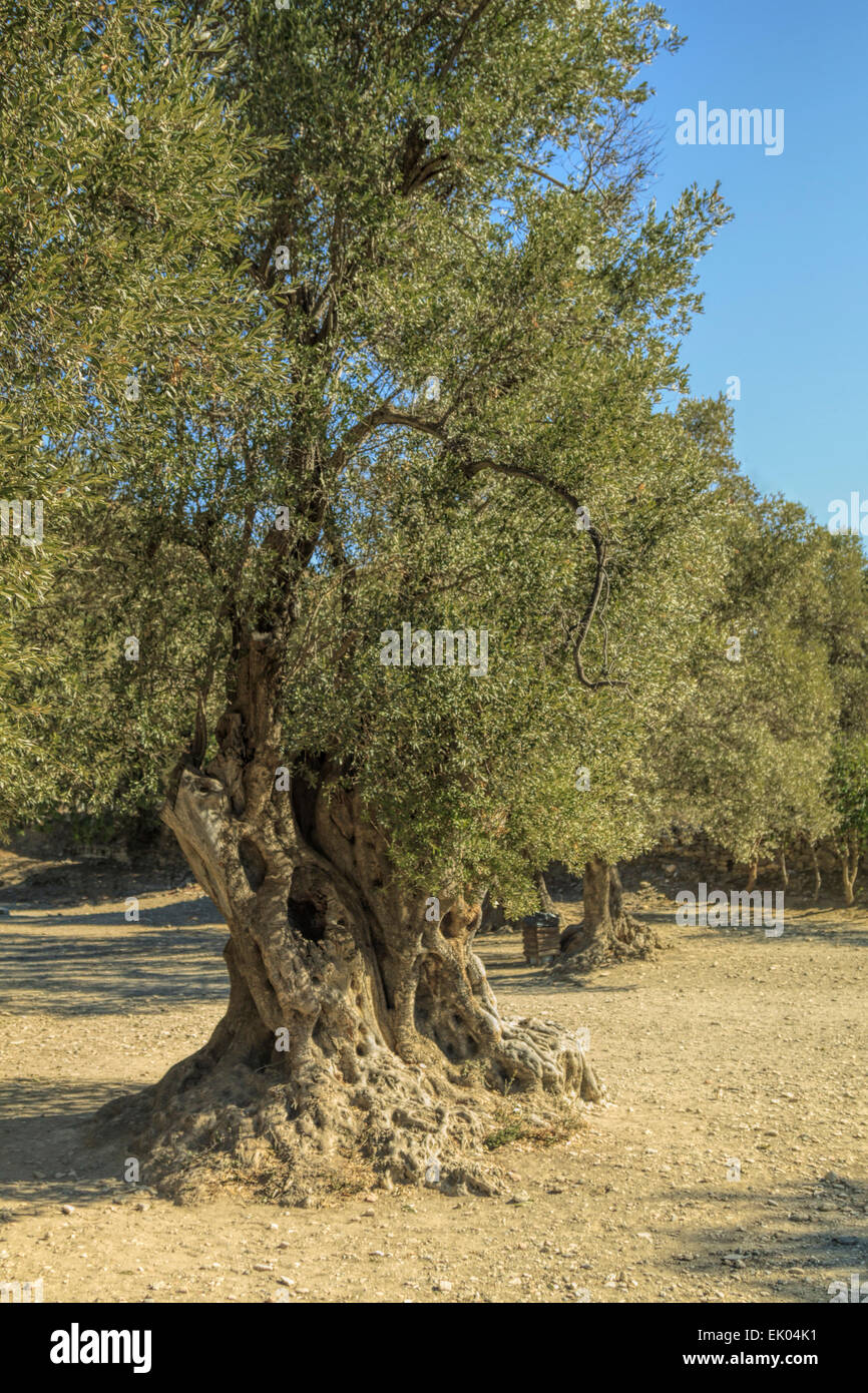 Old olive trees with their time-knotted trunks at  the archaeological site of Gortyna, (Gortyn), on the island of Crete, Greece. Stock Photo