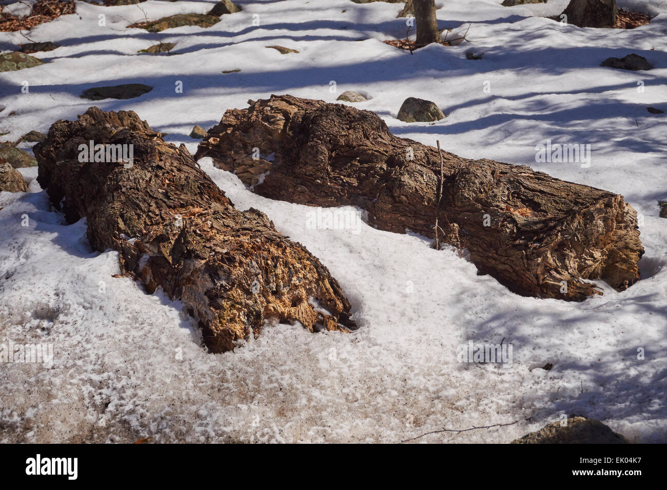 Melting snow, Spring, Harriman State Park, Stony Point, NY, USA Stock
