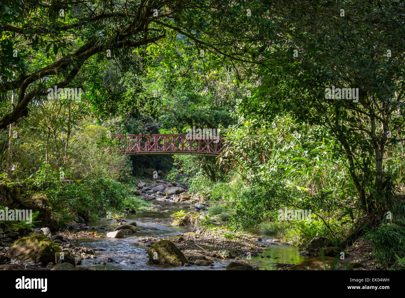A wooden bridge across a small creek in dense jungle. Panama, Central America. Stock Photo