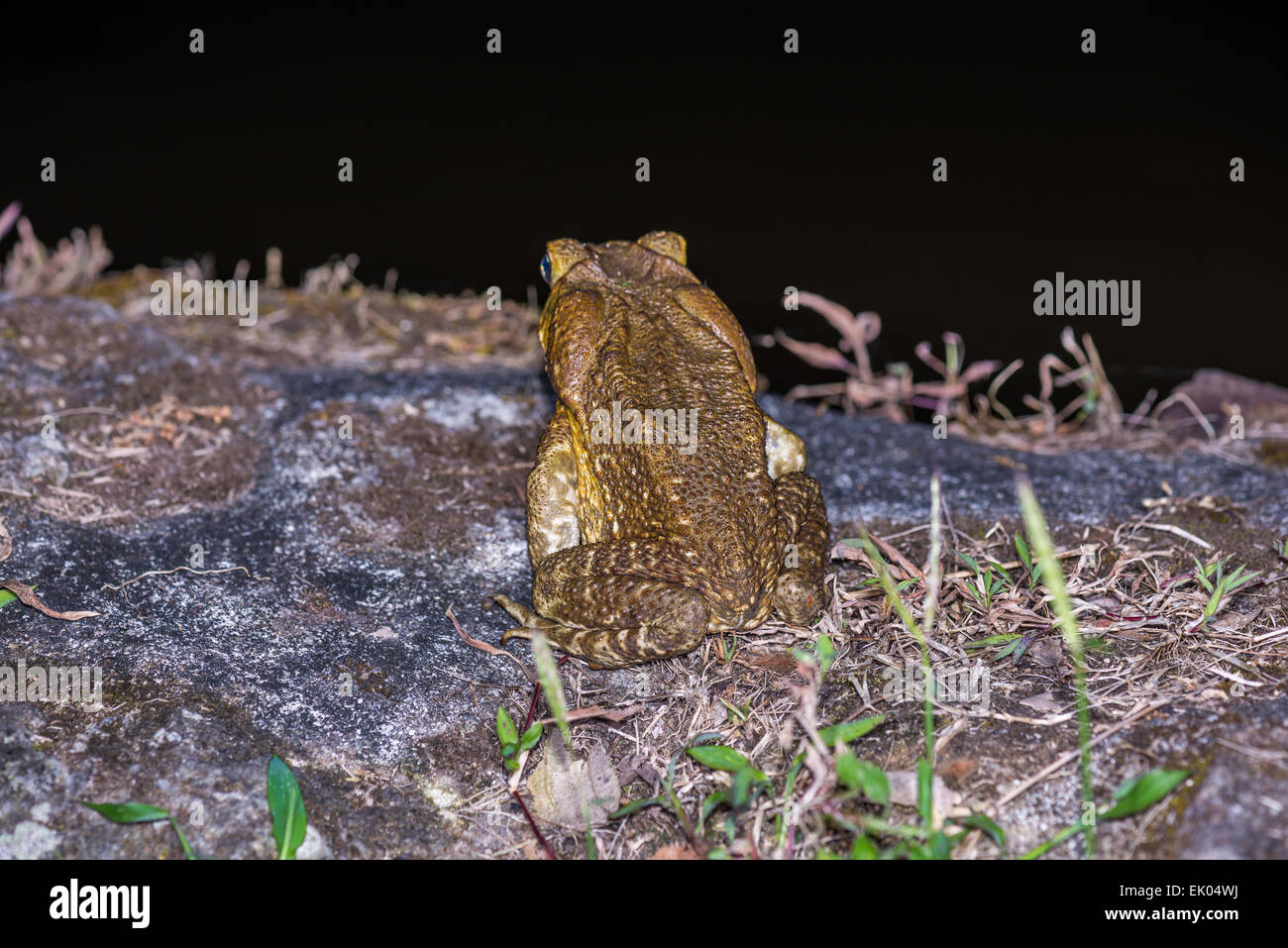 A giant cane toad (Rhinella marina) on a rock Stock Photo - Alamy