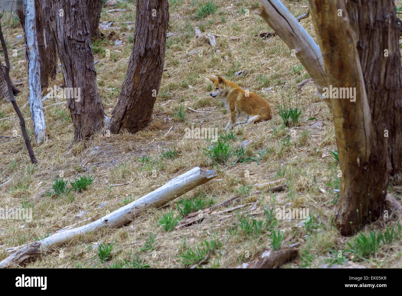 Australian Dingo await feeding time at Cleland Wildlife Park Adelaide South Australia Stock Photo