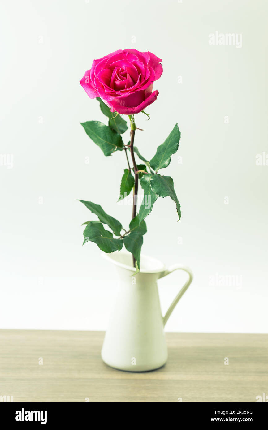 Pink rose flower isolated on white background Stock Photo - Alamy