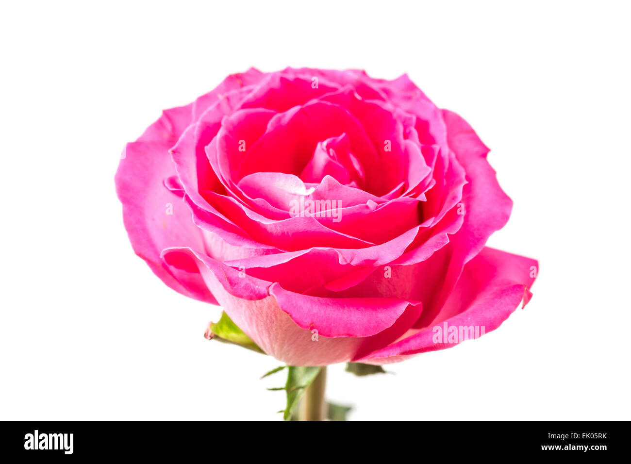 Beautiful Pink Rose isolated on white background Stock Photo - Alamy