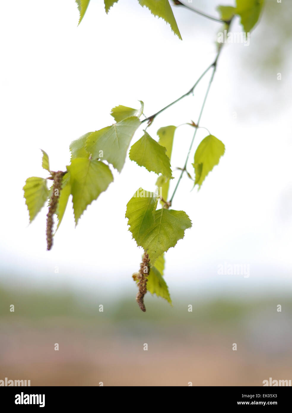 Birch branch in the spring Stock Photo - Alamy