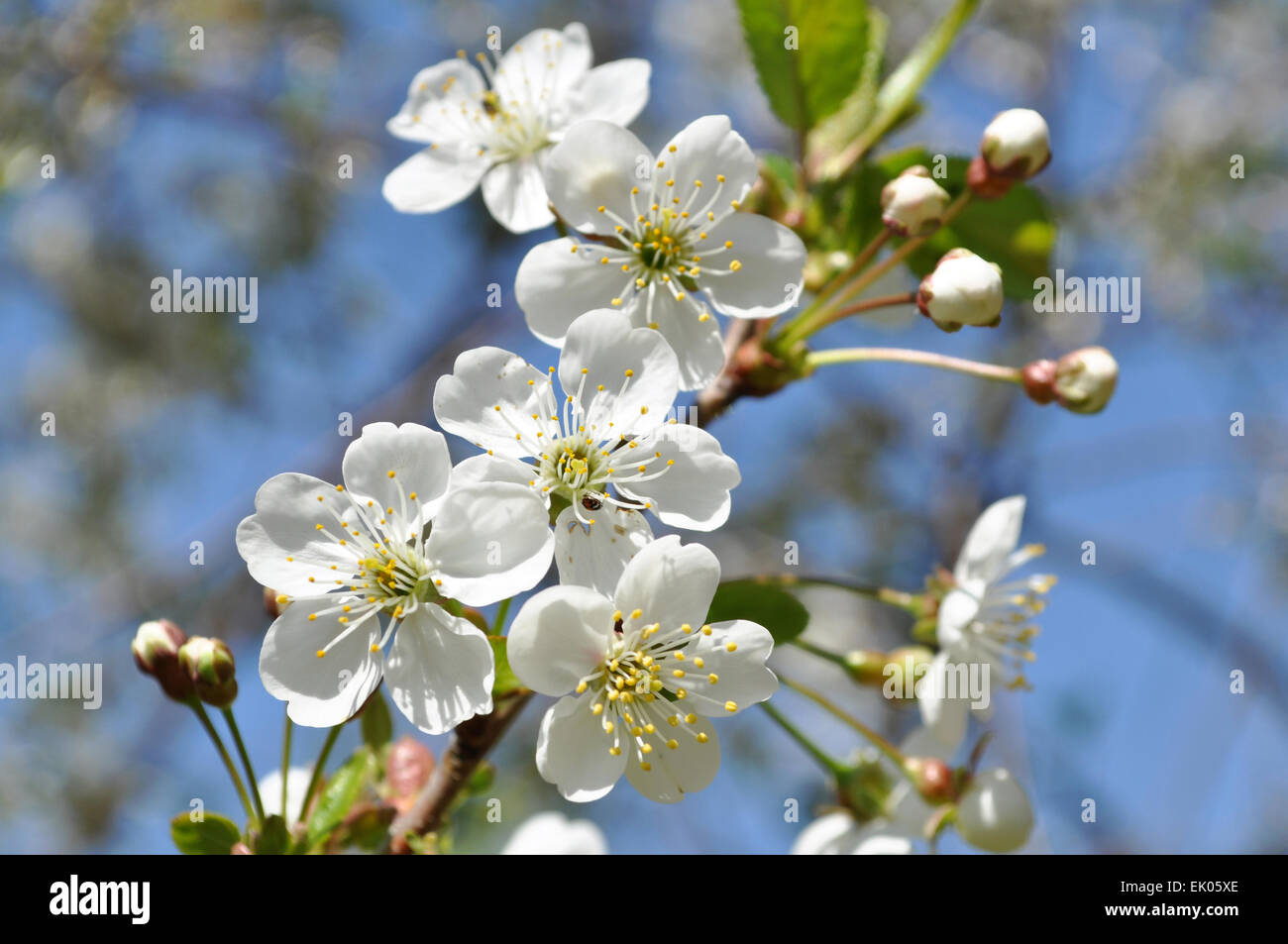 Closeup cherry spring tree hi-res stock photography and images - Alamy