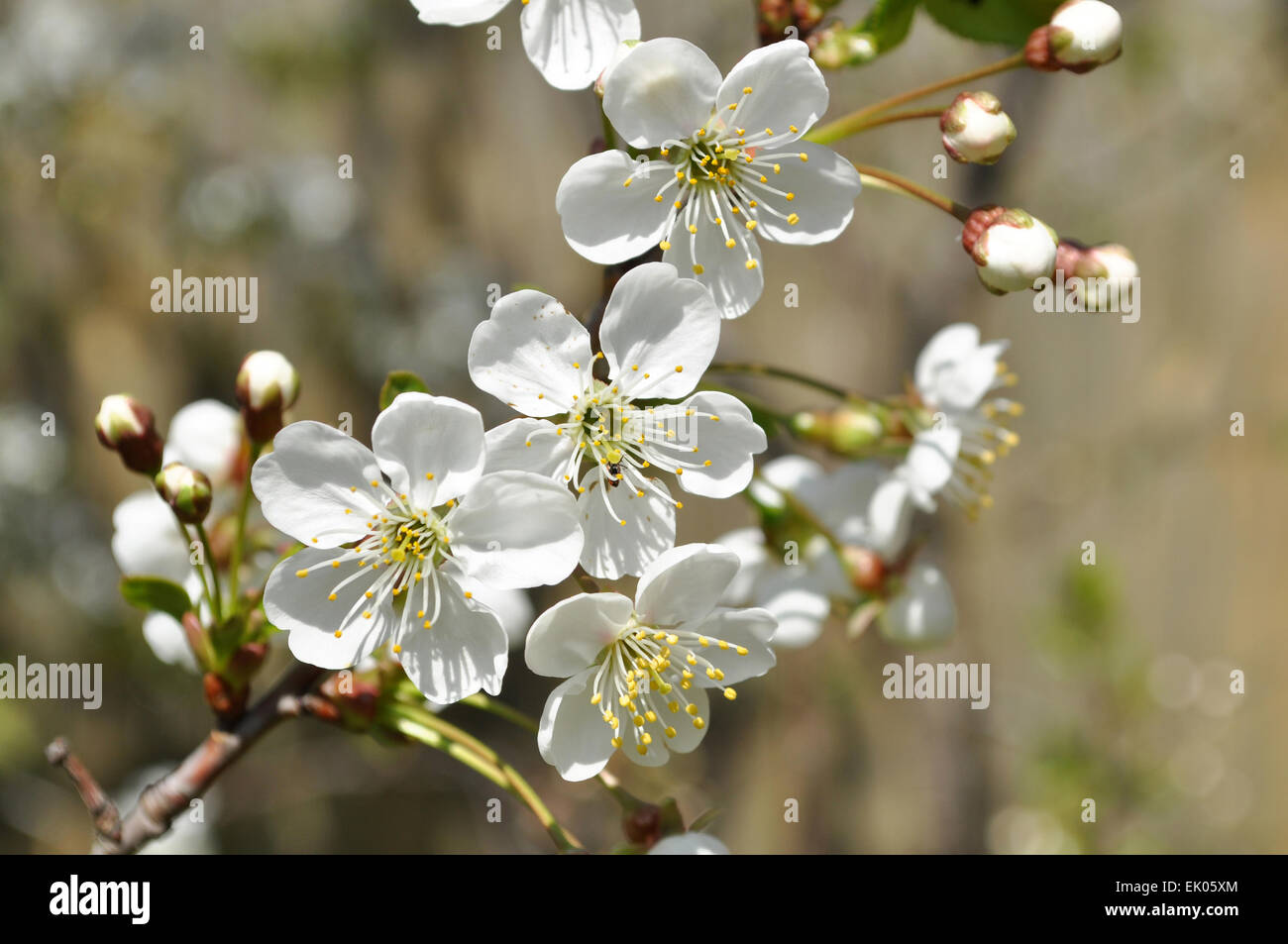 Closeup cherry spring tree hi-res stock photography and images - Alamy