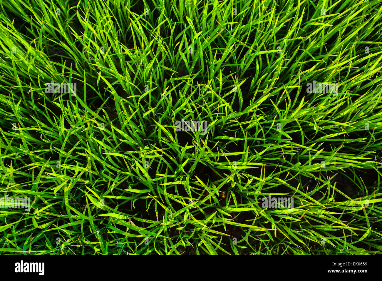 green grass rice texture background closeup Stock Photo - Alamy