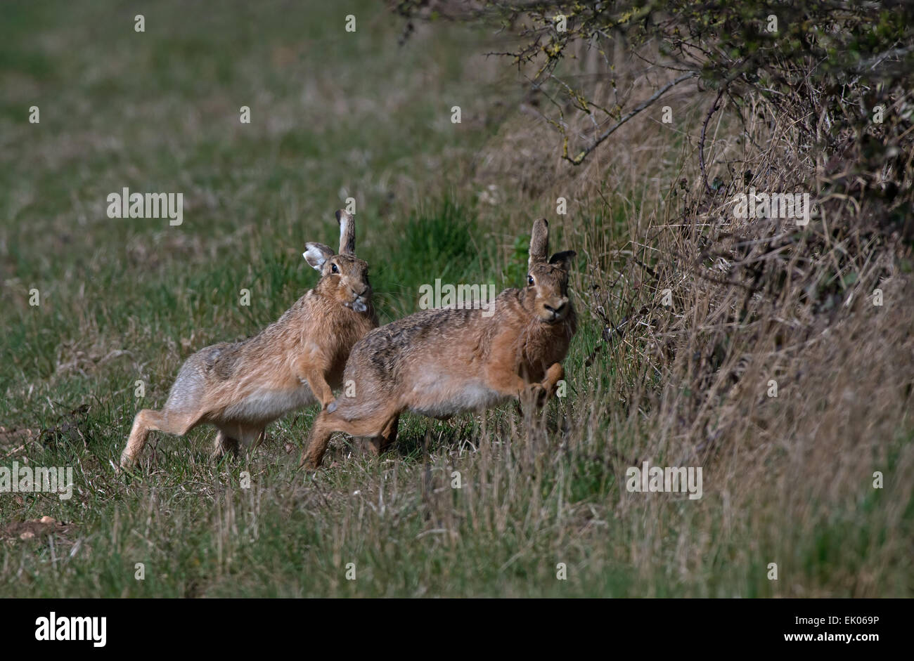 Pair of  European Brown (Common) Hares- Lepus europaeus displays courtship. Spring. Uk. Stock Photo