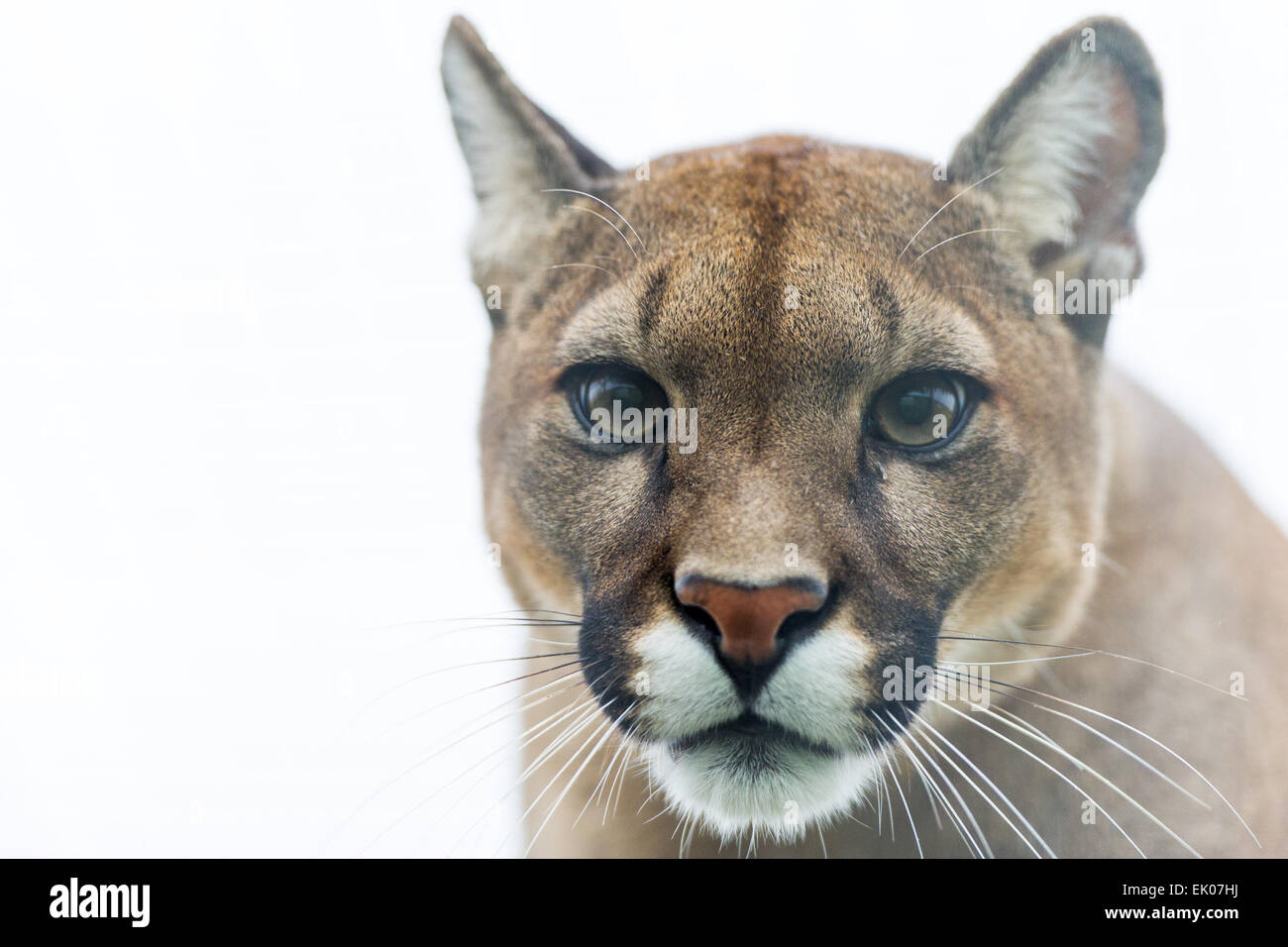 Big cat hi-res stock photography and images - Alamy