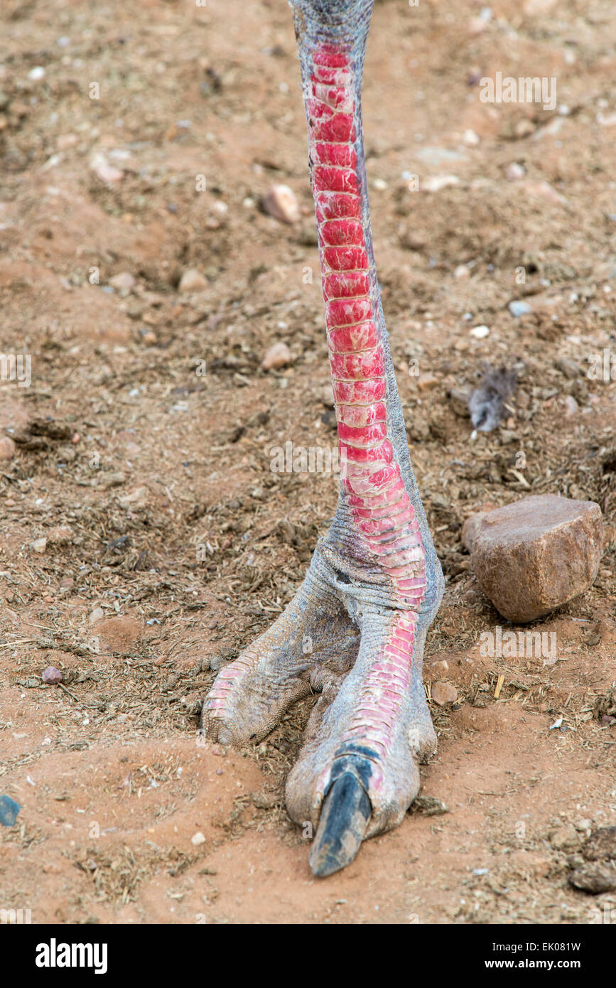 Leg and foot of a male Ostrich (Struthio camelus) close up, Oudtshoorn, Western Cape, South Africa Stock Photo