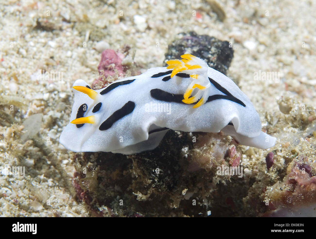 A Nudibranch (Chromodoris dianae) seen in Raja Ampat, Indonesia Stock Photo