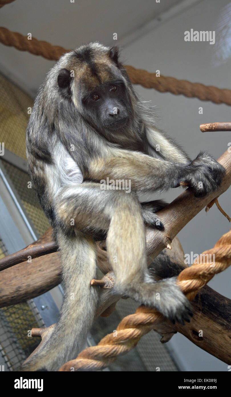 Black-And-Gold Howler Monkey Stock Photo - Alamy