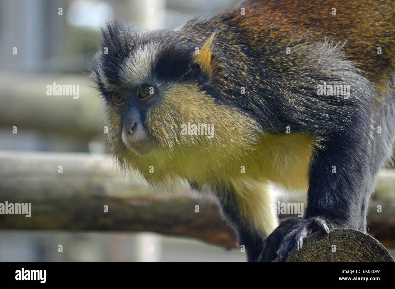 Crowned Guenon Stock Photo