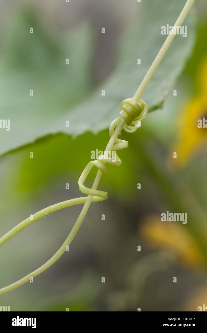 Cucumber Flower Cucinus Sativus Two Tendrils One Wrapping Around cucumber-flower-cucinus-sativus-two-tendrils-one-wrapping-around