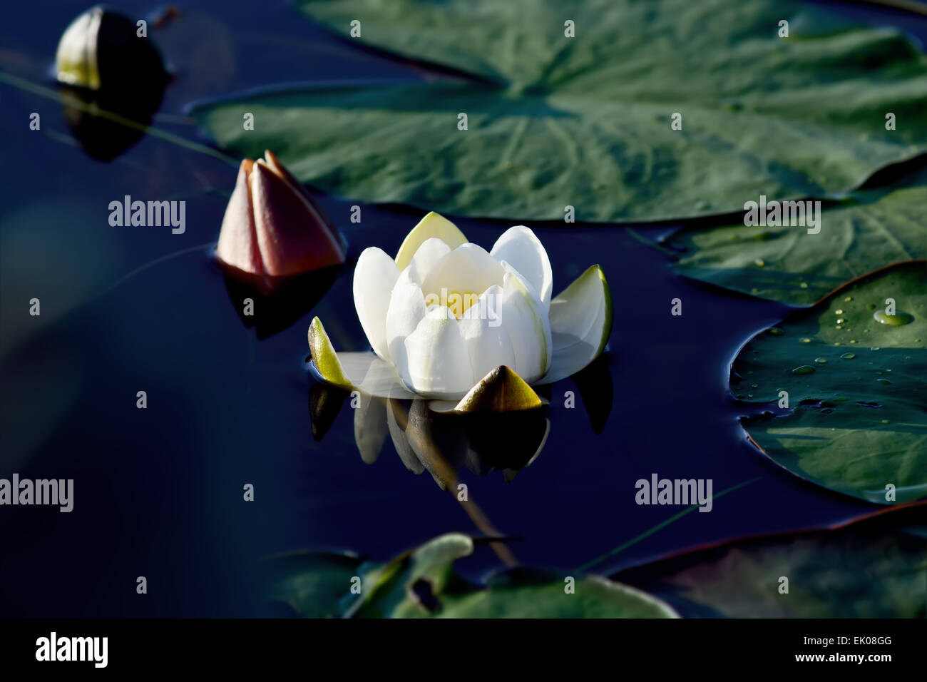 Beautiful white flower water lily close up Stock Photo - Alamy