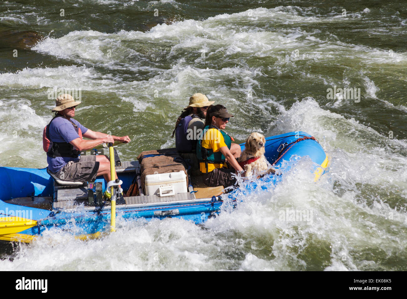 Dog gets splashed on raft trip down the Colorado River through Glenwood ...