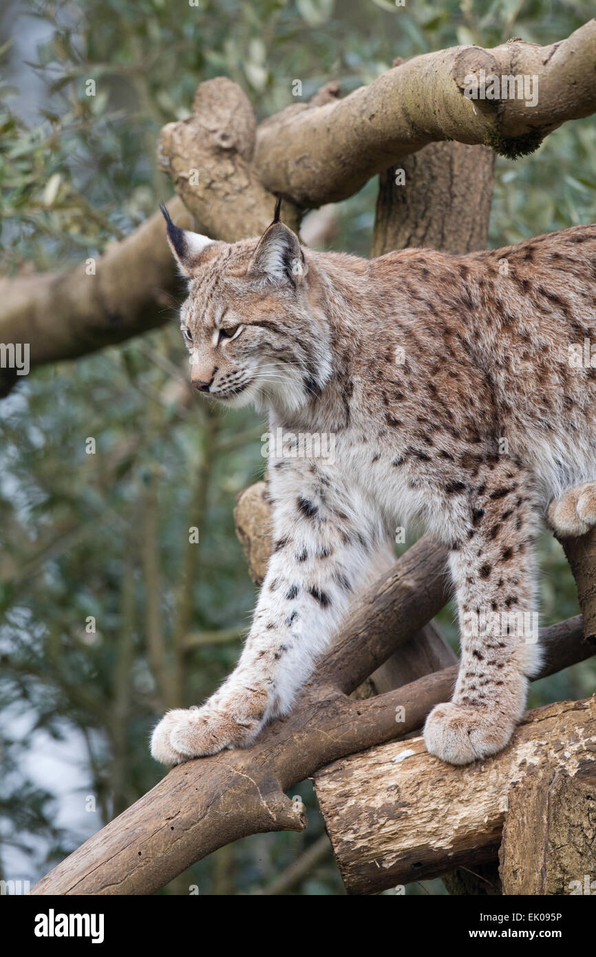 European Lynx (Lynx lynx). Perhaps controversial, but being considered as a re-introduction species for England and UK. Extinct Stock Photo