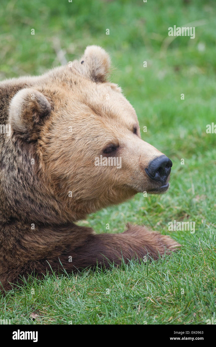 European Brown Bear (Ursus arctos arctos). Stock Photo