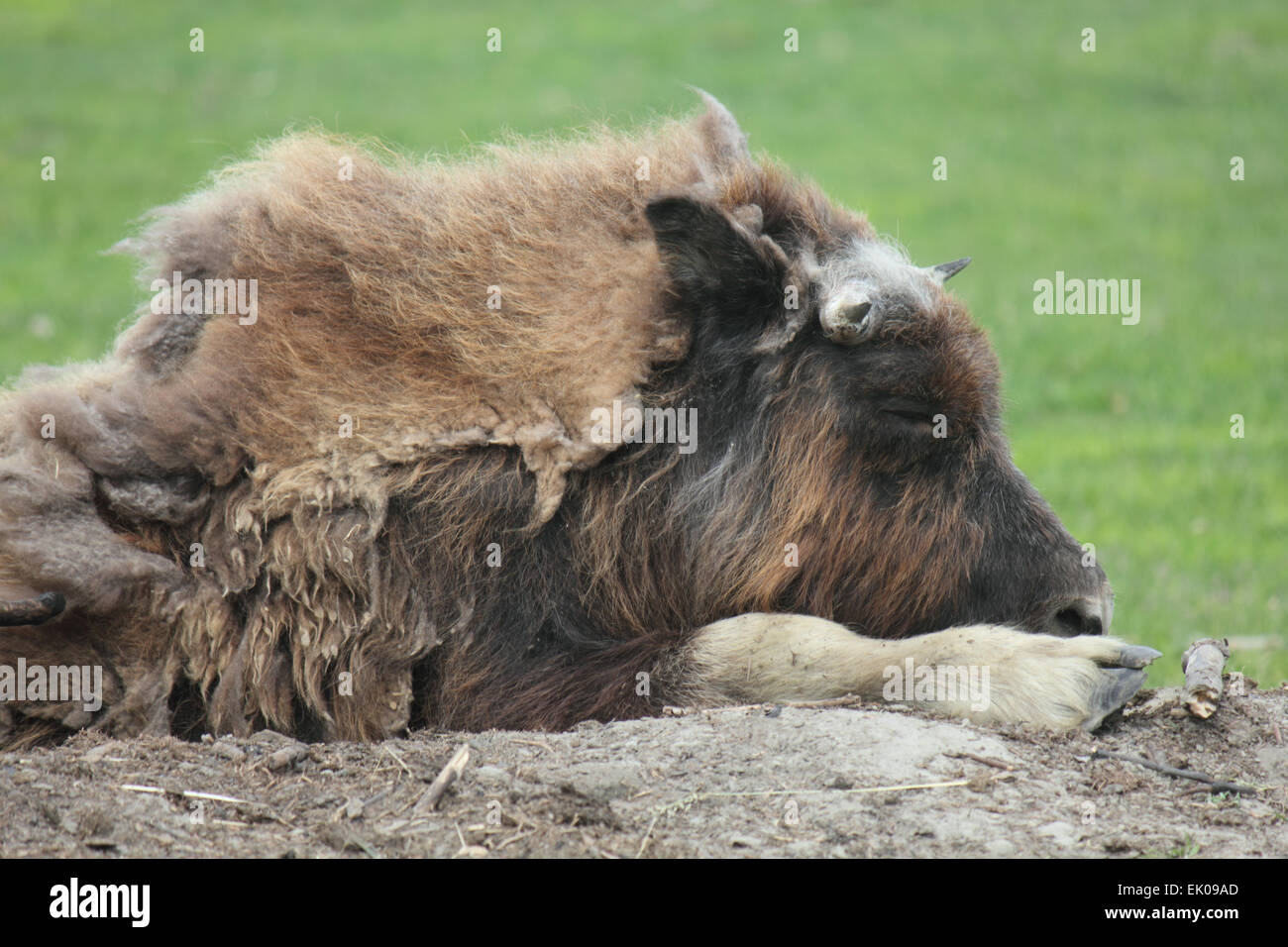 Musk Ox in Alaska Stock Photo Alamy