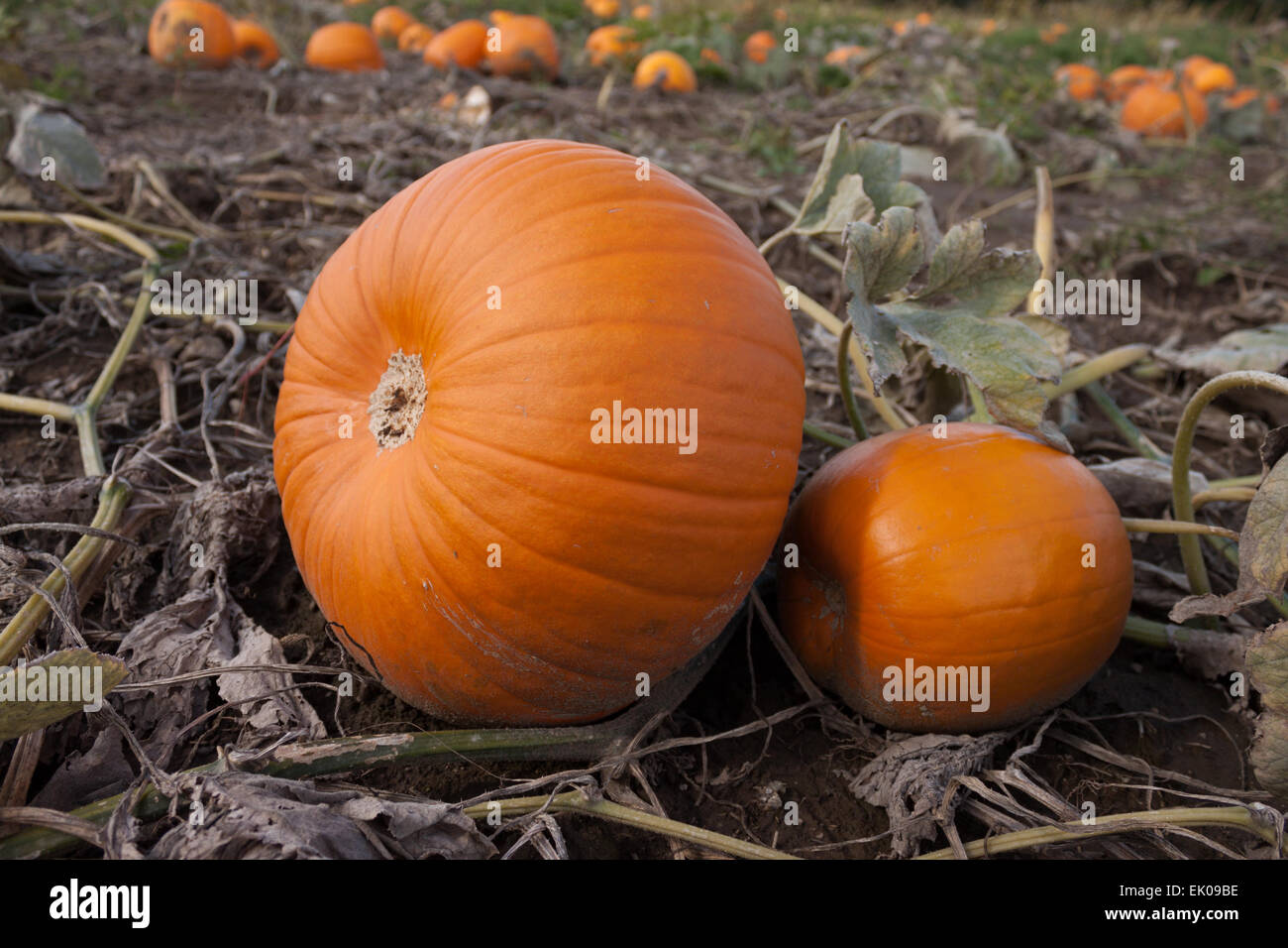 Pumpkins in Whittamore Farms, Markham, Ontario, Canada Stock Photo