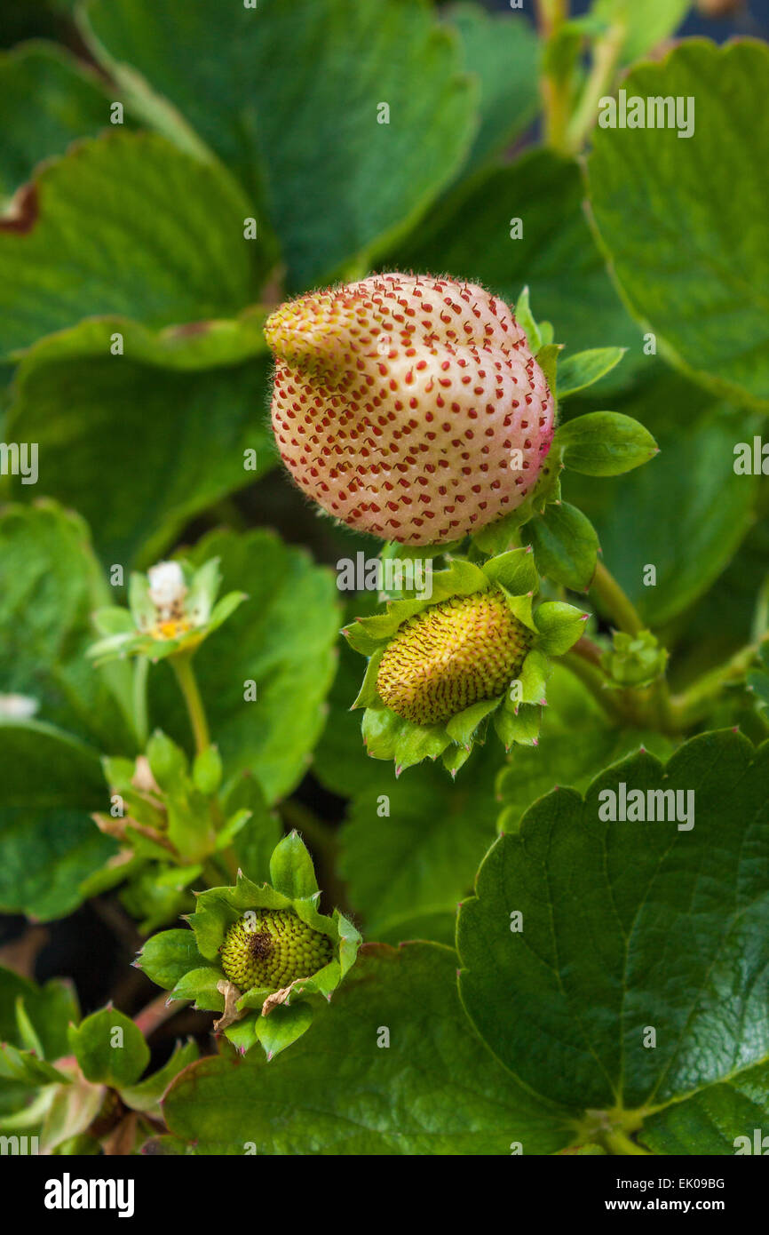 Delicious Ontario sweet strawberry in Whittamore Farms, Markham, Ontario, Canada Stock Photo