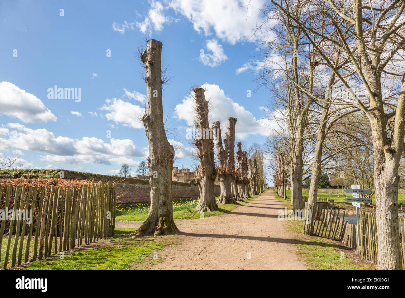 Lime trees uk hires stock photography and images Alamy