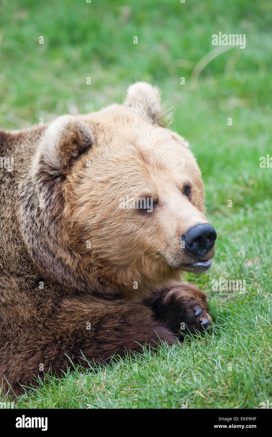European Brown Bear (Ursus arctos arctos). Stock Photo