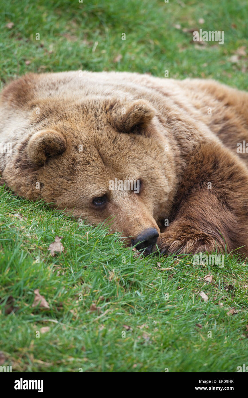 European Brown Bear (Ursus arctos arctos). Resting within natural hollow. Stock Photo