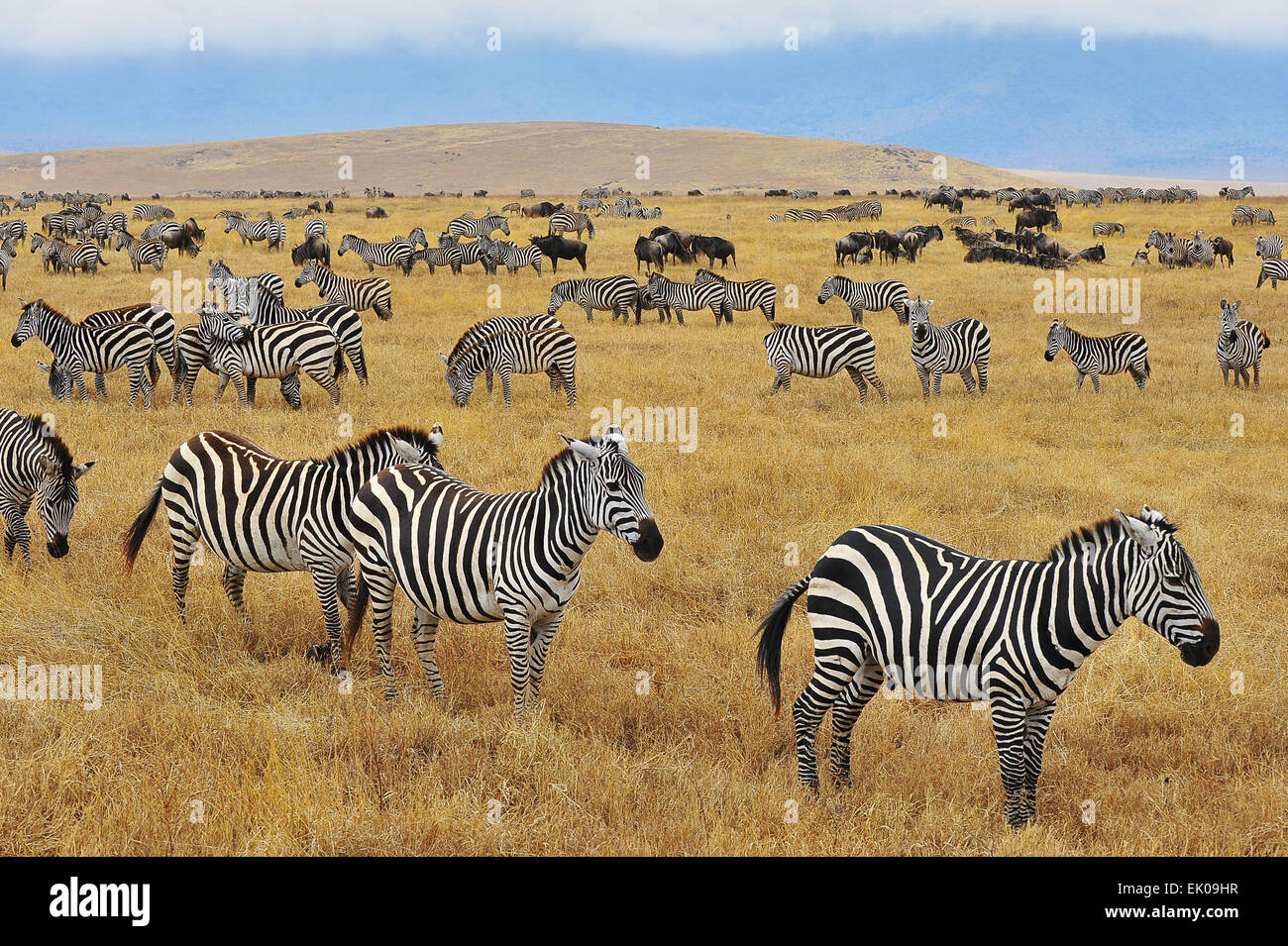 Zebra in Ngorongoro Crater. Stock Photo