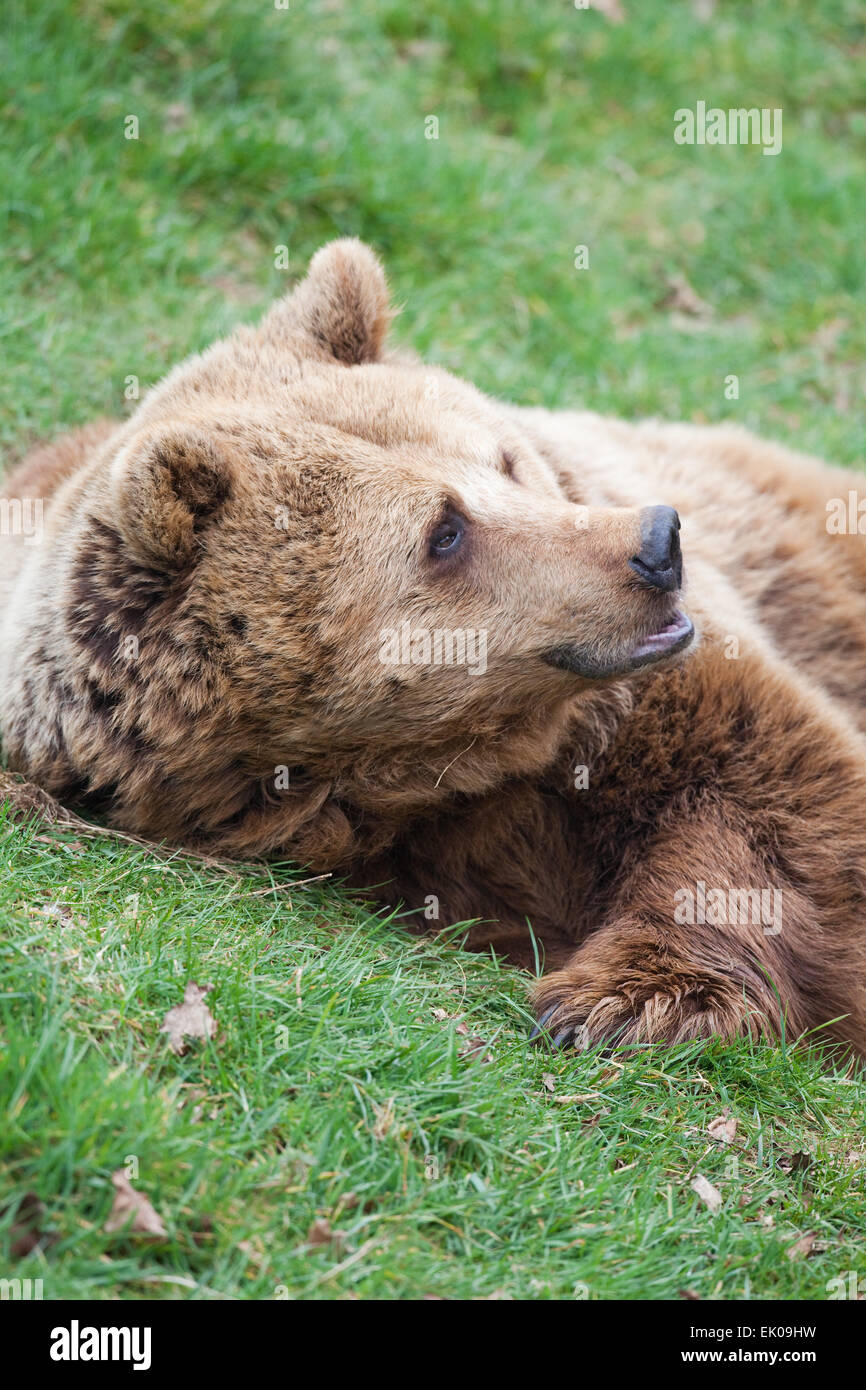 European Brown Bear (Ursus arctos arctos). Disturbed and awakened. Resting within a natural hollow. Stock Photo