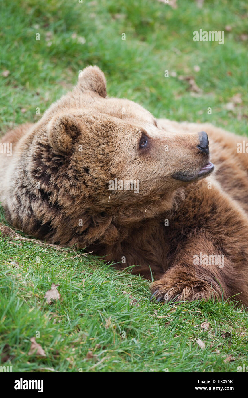 European Brown Bear (Ursus arctos arctos). Disturbed and awakened. Resting within natural hollow. Stock Photo