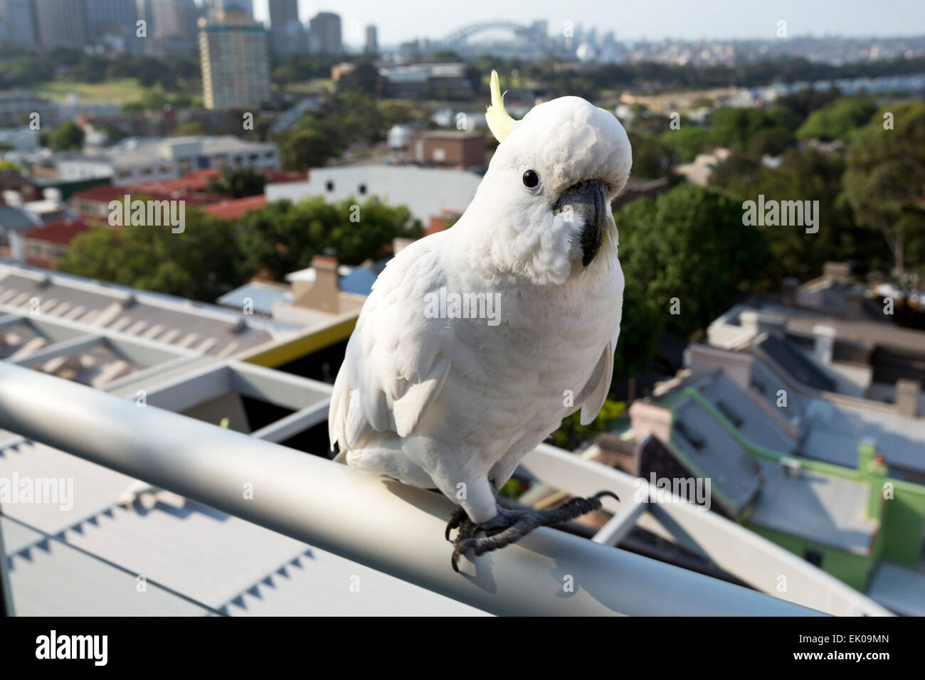 SulphurCrested Cockatoo walking on a hand rail Sydney New South Wales