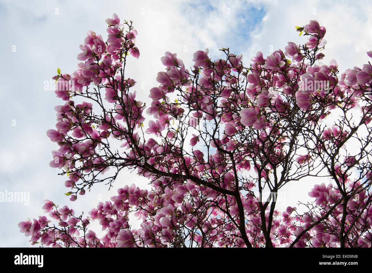 Huge magnolia tree in spring blossom with lots of purple and pink ...