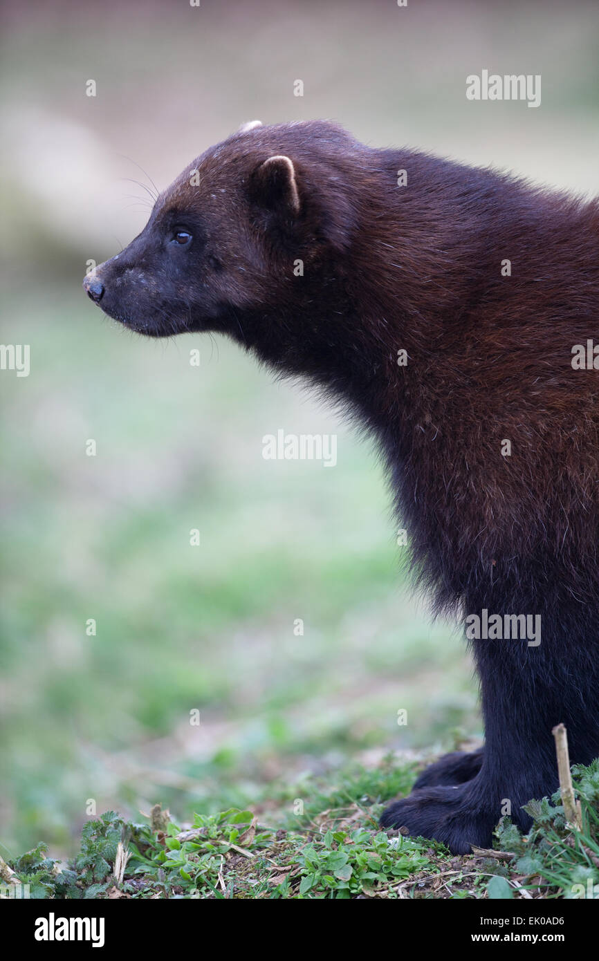 Wolverine (Gulo gulo) or Glutton. Largest member of the Weasel family,  Mustelidae. Found in Northern Europe, Canada, Alaska Stock Photo - Alamy