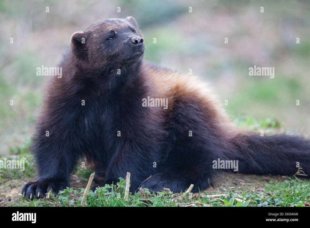 Wolverine (Gulo gulo) or Glutton. Largest member of the Weasel family, Mustelidae. Found in Northern Europe, Canada, Russia. Stock Photo