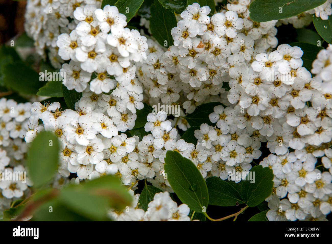 Van Houtte Spiraea vanhouttei flowering shrub Stock Photo