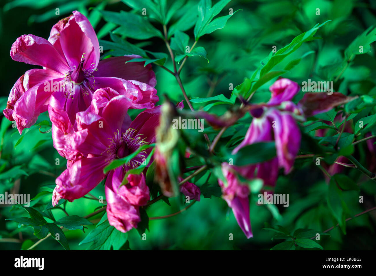 thumbnail image 2 of 10 Tree Peony Seeds - Mountain Paeonia Suffruticosa Arborea - Color Mix Shrub 2 of 6