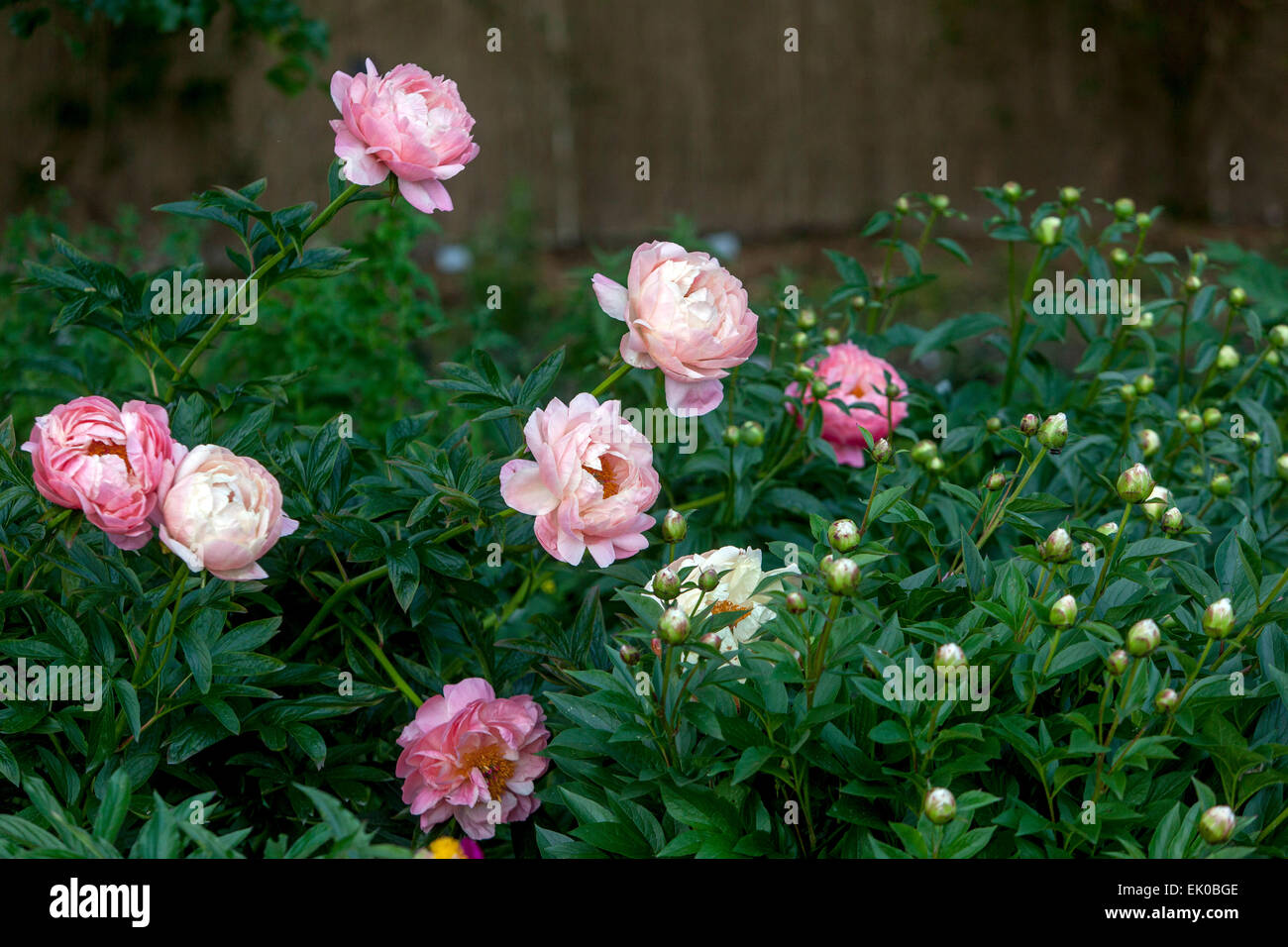 Peonies are perennial, semishrub and shrubs with alternate, pinnate or ...