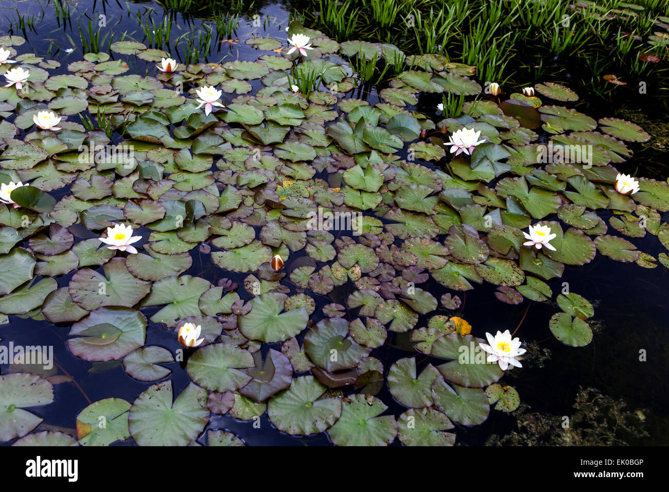 Pond with water lilies floating Stock Photo