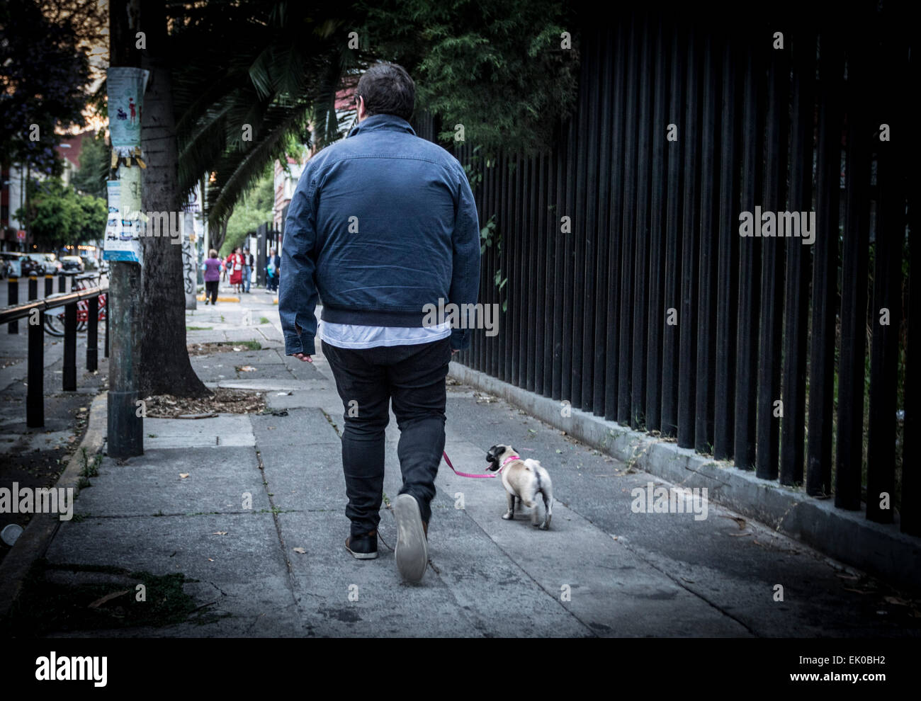Lone fat guy walking his tiny dog in the street Stock Photo