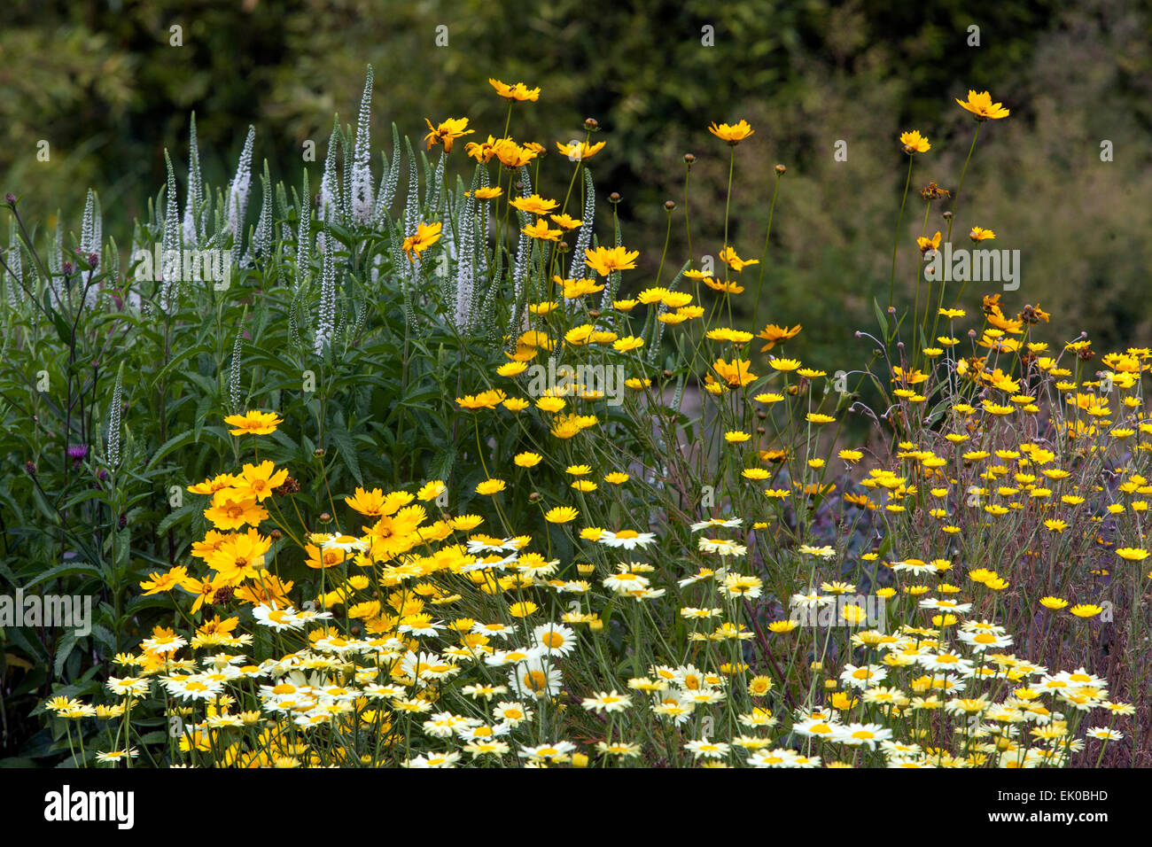 Plants for dry parts of the naturalistic garden, summer bed Golden Marguerite Cota tinctoria Stock Photo