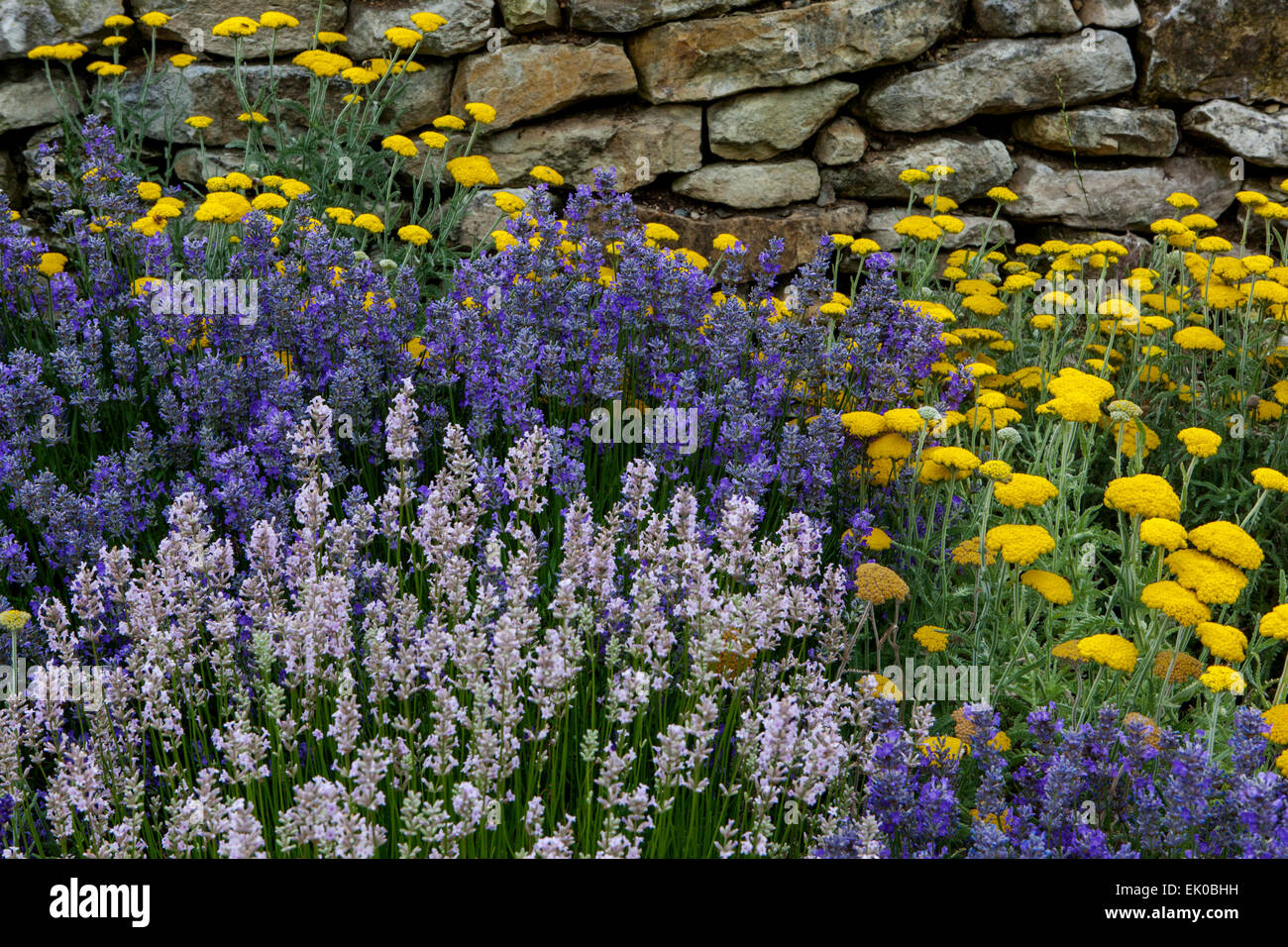Lavender garden, plants at dry wall mixed flowers, Achillea Lavandula plant Stock Photo
